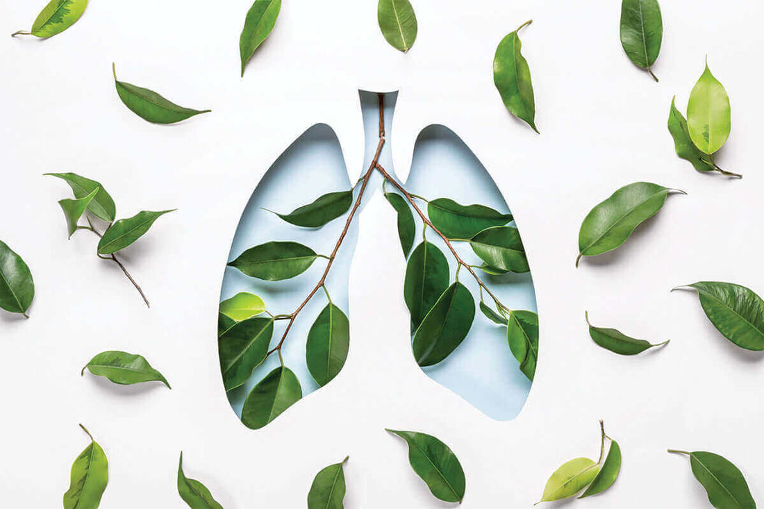 Breathe Easy: The Importance of Clean Indoor Air Quality